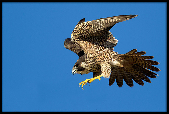 Peregrine Falcon chicks