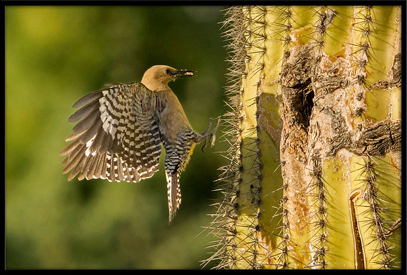 Gila Woodpecker bringing food to nest