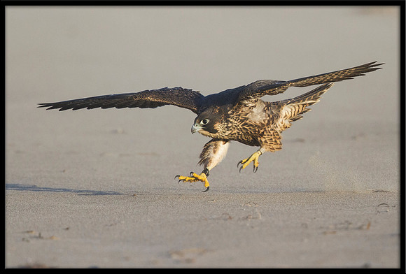 Peregrine Falcon chick