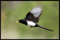 Yellow-billed Magpie