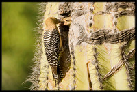 Gila Woodpecker feeding chick