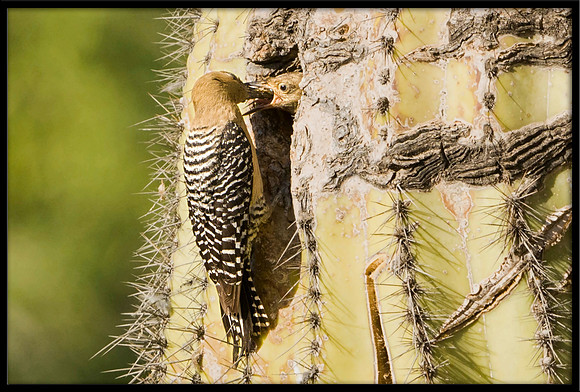 Gila Woodpecker feeding chick