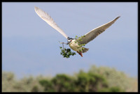 Black-crowned Night Heron with nesting material