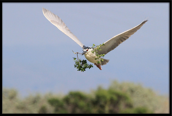Black-crowned Night Heron with nesting material