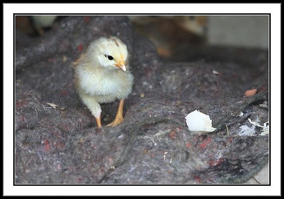 Chick (about 4 days old)