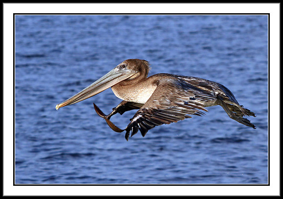 Brown Pelican