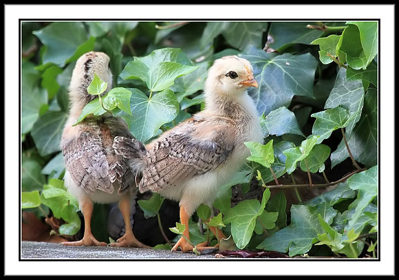 Chicks