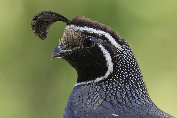 California Quail