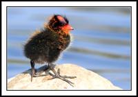 Coot chick
