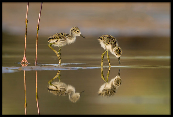Black-necked Stilt chick