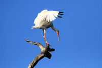 White Ibis