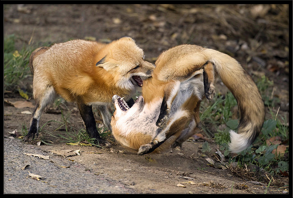 Red Foxes Fighting