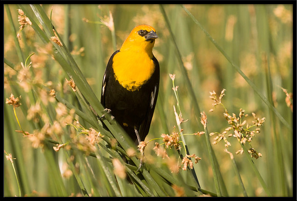 Yellow-headed Blackbird
