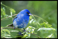 Indigo Buntings