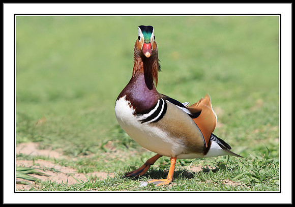 Mandarin Duck