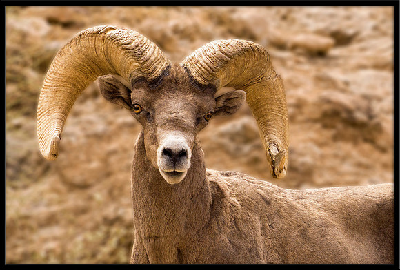 Desert Bighorn Ram
