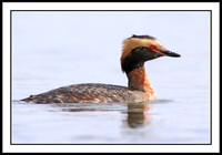 Horned Grebe