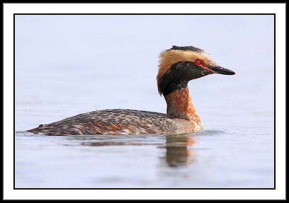Horned Grebe