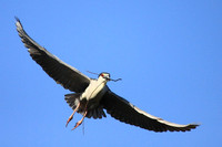 Black-crowned Night Heron with nesting material