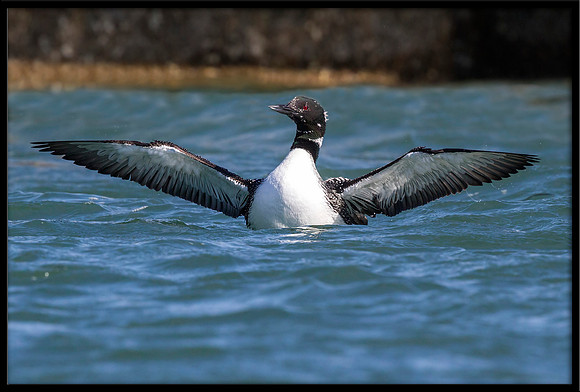 Common Loon