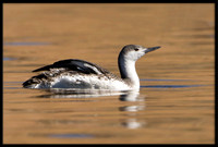 Red-throated Loon (non-breeding)