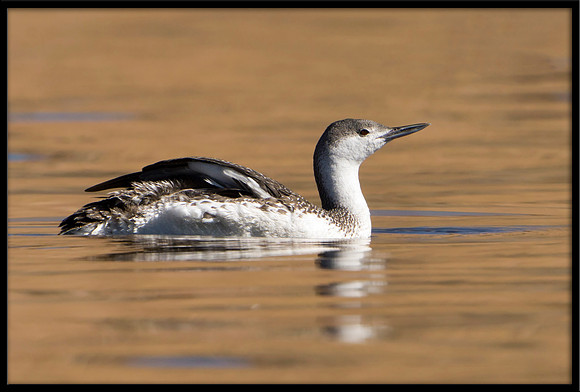 Red-throated Loon (non-breeding)