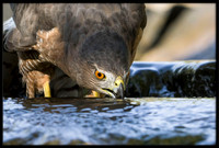 Cooper's Hawk