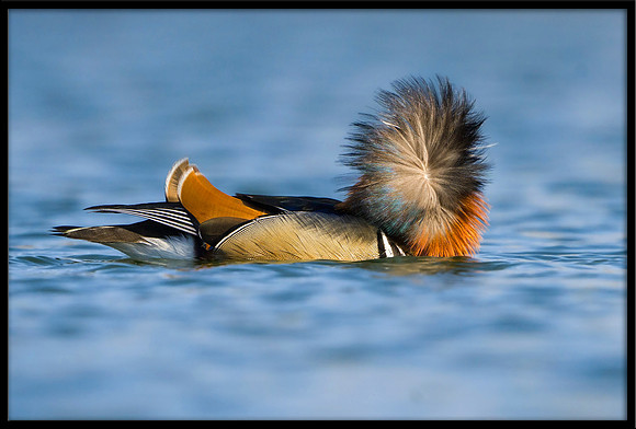 Mandarin Duck