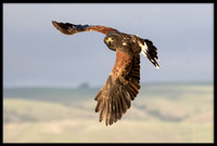 Harris's Hawk