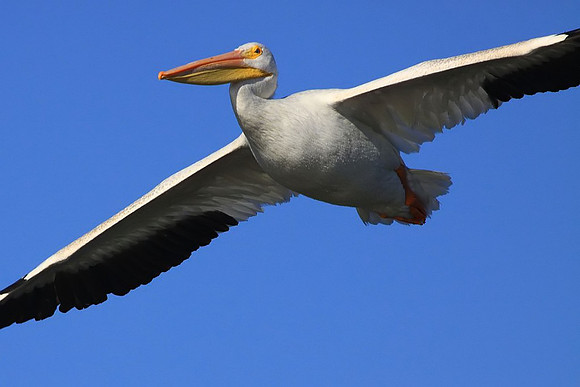 White Pelican