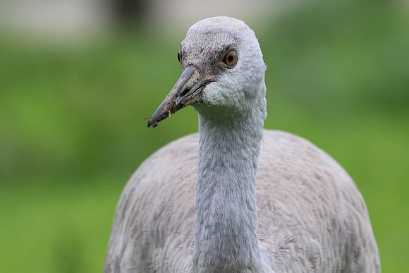 Sandhill Crane