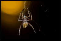 Wolf Spider