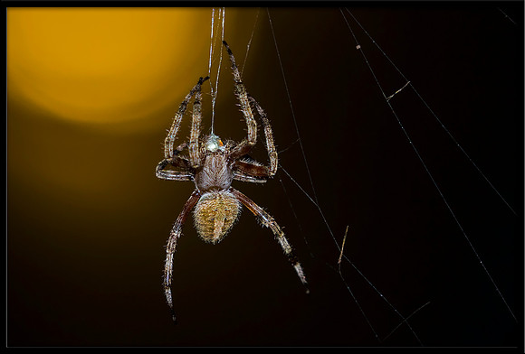 Wolf Spider
