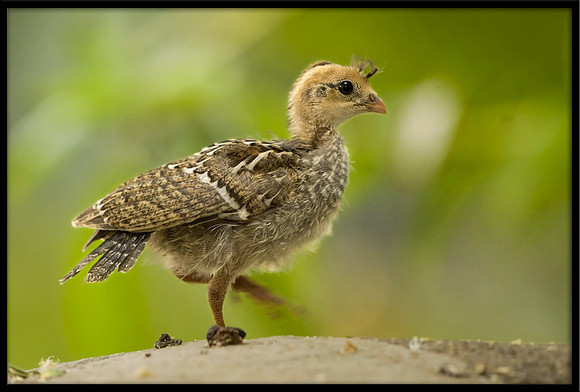 Gambel's Quail juvi