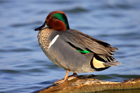 Green-winged Teal