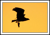 Osprey at sunset