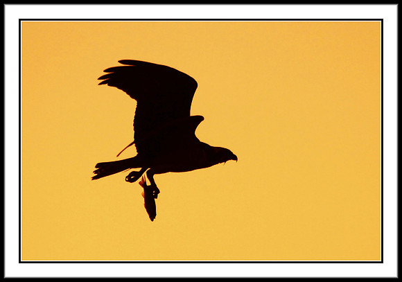 Osprey at sunset