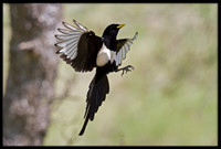 Yellow-billed Magpie