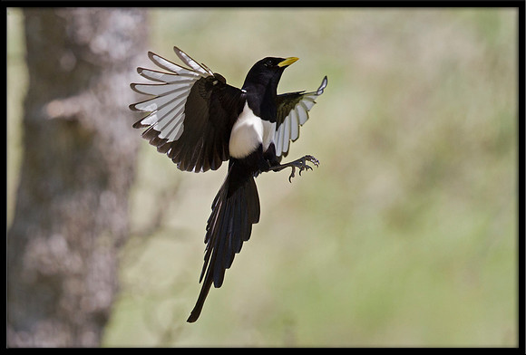Yellow-billed Magpie