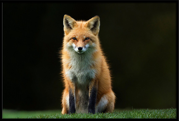 Red Fox