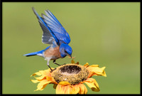 Western Bluebird