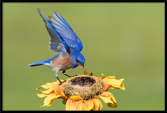 Western Bluebird