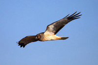 Northern Harrier