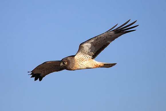 Northern Harrier
