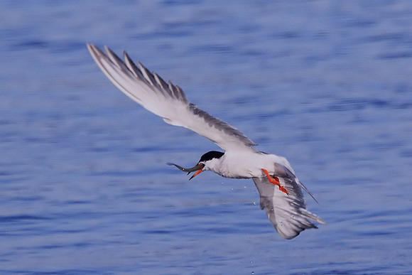Forster's Tern with fish