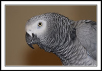 African Grey Parrot (pet)