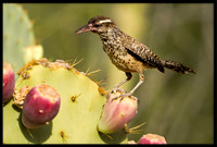 Cactus Wren