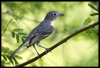 Grey Vireo