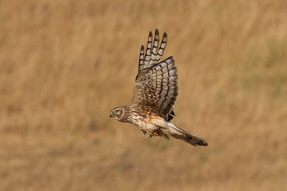 Harrier