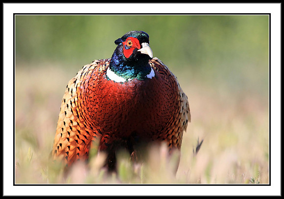 Ring-necked Pheasant